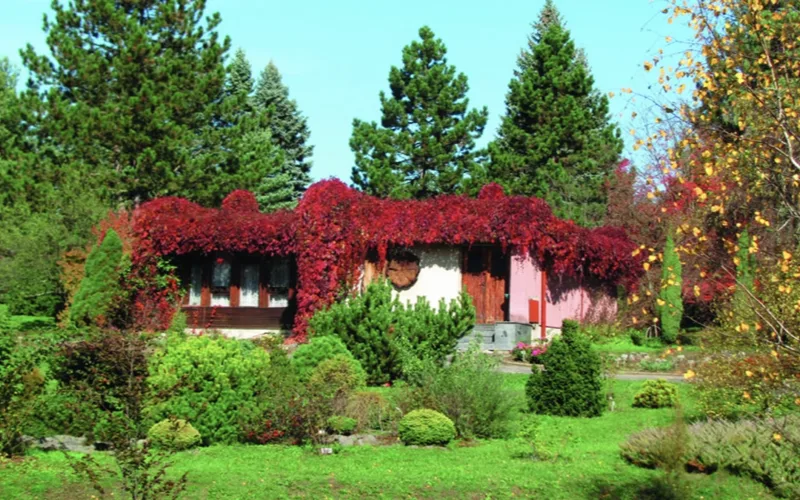 Arborétum Borová hora vo Zvolene, botanická záhrada so vzácnymi drevinami